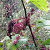 새삼(Cuscuta japonica Choisy) : habal
