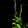 지리산꼬리풀(Pseudolysimachion rotundum (Nakai) Holub var. coreanum (Nakai) T.Yamaz.) : 산들꽃