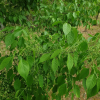 나래회나무(Euonymus macropterus Rupr.) : 무심거사