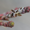 호모초(Corispermum stauntonii Moq.) : 꽃사랑