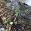 차걸이란(Oberonia japonica (Maxim.) Makino) : 벼루