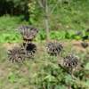 어저귀(Abutilon theophrasti Medicus) : 꽃사랑