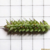 좀돌피(Echinochloa crus-galli (L.) P.Beauv. var. praticola Ohwi) : 청암