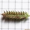 좀돌피(Echinochloa crus-galli (L.) P.Beauv. var. praticola Ohwi) : 청암