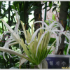 문주란(Crinum asiaticum var. japonicum Baker) : 추풍