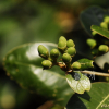 까마귀쪽나무(Litsea japonica (Thunb.) Juss.) : 통통배