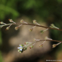 꽃마리 : 산들꽃