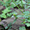 애기탑꽃(Clinopodium gracile (Benth.) Kuntze) : 청암