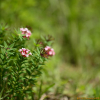 피뿌리풀(Stellera chamaejasme L.) : 산들꽃