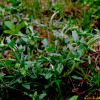 꿀풀(Prunella vulgaris L. subsp. asiatica (Nakai) H.Hara) : 산들꽃