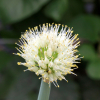 파(Allium fistulosum L.) : 꽃마리