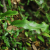 창일엽(Microsorum superficiale (Blume) Ching ) : 통통배