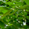 염주나무(Tilia mandshurica Rupr. & Maxim. var. megaphylla (Nakai) Liou & A.J.Li) : 설뫼