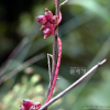 새삼(Cuscuta japonica Choisy) : habal