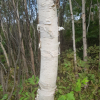 사스래나무(Betula ermanii Cham.) : 무심거사