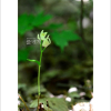꼬마은난초(Cephalanthera subaphylla Miyabe & Kud?) : 바지랑대