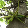 조각자나무(Gleditsia sinensis Lamarck) : 들국화