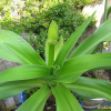 문주란(Crinum asiaticum var. japonicum Baker) : leftpeter