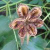 모란(Paeonia suffruticosa Andr.) : 꽃천사