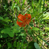 털중나리(Lilium amabile Palib.) : 산들꽃