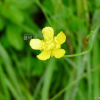 산미나리아재비(Ranunculus acris L. subsp. nipponicus (H.Hara) Hult?n) : 통통배