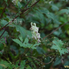 진범(Aconitum pseudolaeve Nakai) : 무심거사