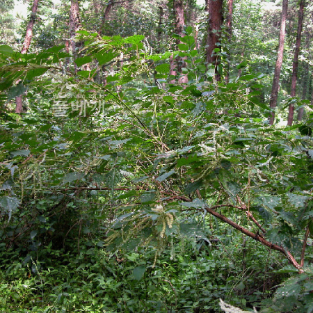 좀깨잎나무(Boehmeria spicata (Thunb.) Thunb.) : habal