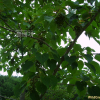 이나무(Idesia polycarpa Maxim.) : 봄까치꽃