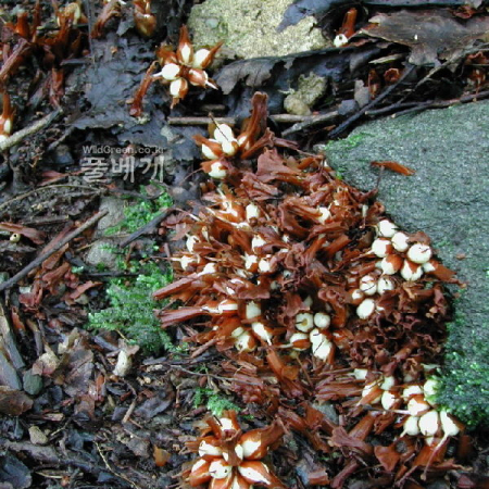 가지더부살이(Phacellanthus tubiflorus Siebold & Zucc.) : 벼루