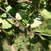 시무나무(Hemiptelea davidii (Hance) Planch.) : 카르마