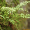우드풀(Woodsia polystichoides D.C.Eaton) : 산들꽃