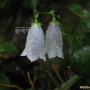 흰금강초롱꽃 : 필릴리