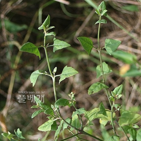 창명아주(Atriplex prostrata Boucher ex DC. subsp. calotheca (Rafn) M.A.Gust.) : 고들빼기