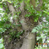 조각자나무(Gleditsia sinensis Lamarck) : 산들꽃