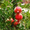 석류나무(Punica granatum L.) : 현촌