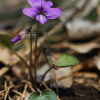 자주알록제비꽃(Viola tenuicornis W.Becker) : 카르마