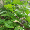 마늘냉이(Alliaria petiolata (M.Bieb.) Cavara & Grande) : 설뫼*