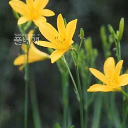 애기원추리(Hemerocallis minor Mill.) : kplant1
