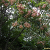 말오줌때(Euscaphis japonica (Thunb.) Kanitz) : 노루발
