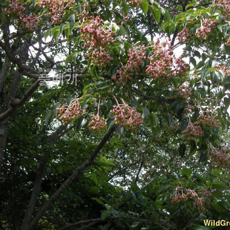 말오줌때(Euscaphis japonica (Thunb.) Kanitz) : habal