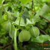 마(Dioscorea polystachya Turcz.) : 푸른산야