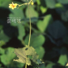 나도승마(Kirengeshoma koreana Nakai) : 산들꽃