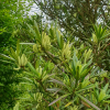 나한송(Podocarpus macrophyllus (Thunb.) D.Don) : 풀_ㅍiㄹi