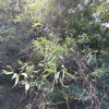 용버들(Salix matsudana for. tortuosa Rehder) : 현촌
