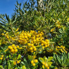 돈나무(Pittosporum tobira (Thunb.) W.T.Aiton) : 꽃사랑