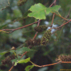 사스래나무(Betula ermanii Cham.) : 무심거사