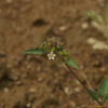 불암초(Melochia corchorifolia L.) : 바지랑대
