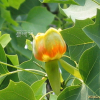 백합나무(Liriodendron tulipifera L.) : 필릴리