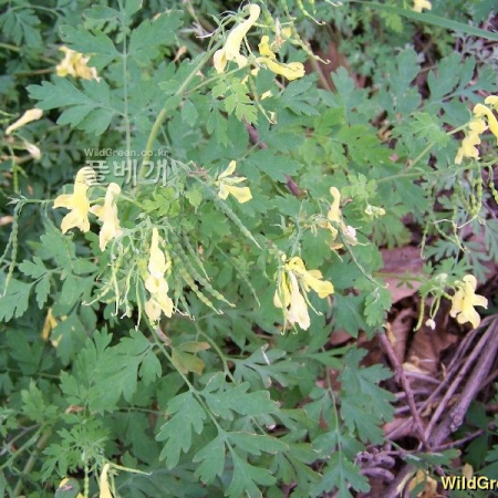 염주괴불주머니(Corydalis heterocarpa Siebold & Zucc.) : 들국화