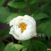 모란(Paeonia suffruticosa Andr.) : 꽃천사